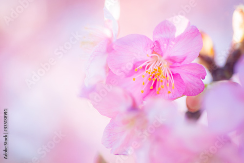Cherry Blossom  Macro  Close-up  Bokeh  Kawazu-Zakura  Sakura  O-Hanami  Izu  Japan