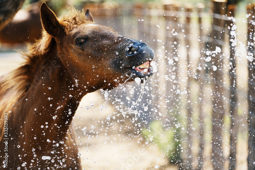 Young brown horse close up shows foal playing in water making funny face.