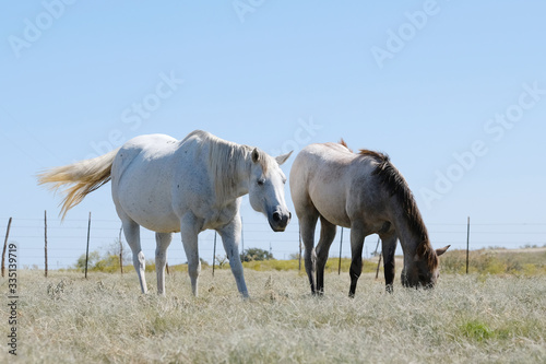 Gray mare with foal, horses grazing in summer field with copy space on sky background.