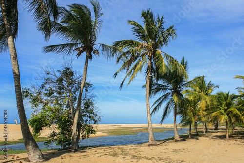 Fototapeta Naklejka Na Ścianę i Meble -  A Small lake on the beach surounded by palm trees