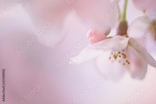 cherry blossom  sakura  Kyoto  macro shot  bloom  bud  spring  Japan