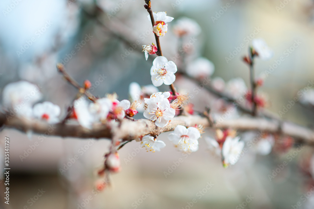 Blooming cherry in spring morning Blooming cherry in spring morning