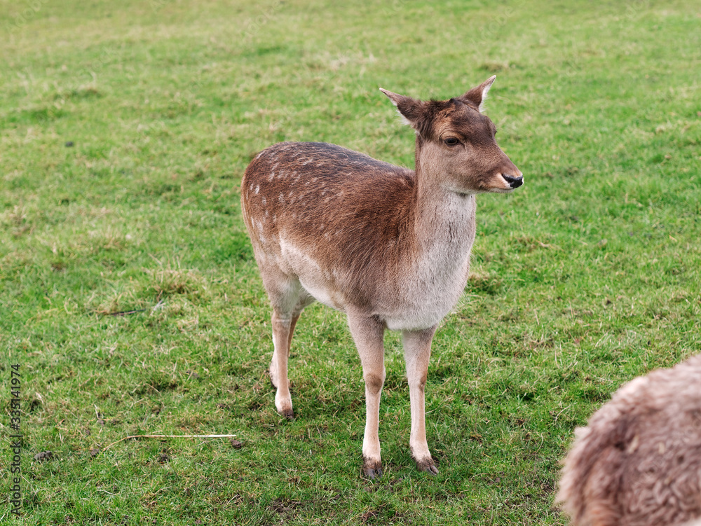 Close-up of cute doe or young female deer on grass field in the countryside.
