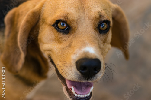 Cachorro
