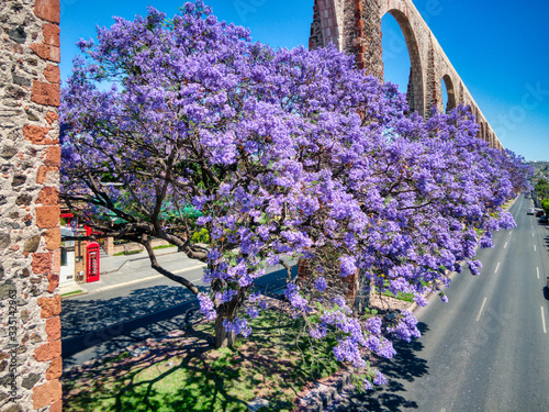 Jacaranda tree below an aqueduct no cars