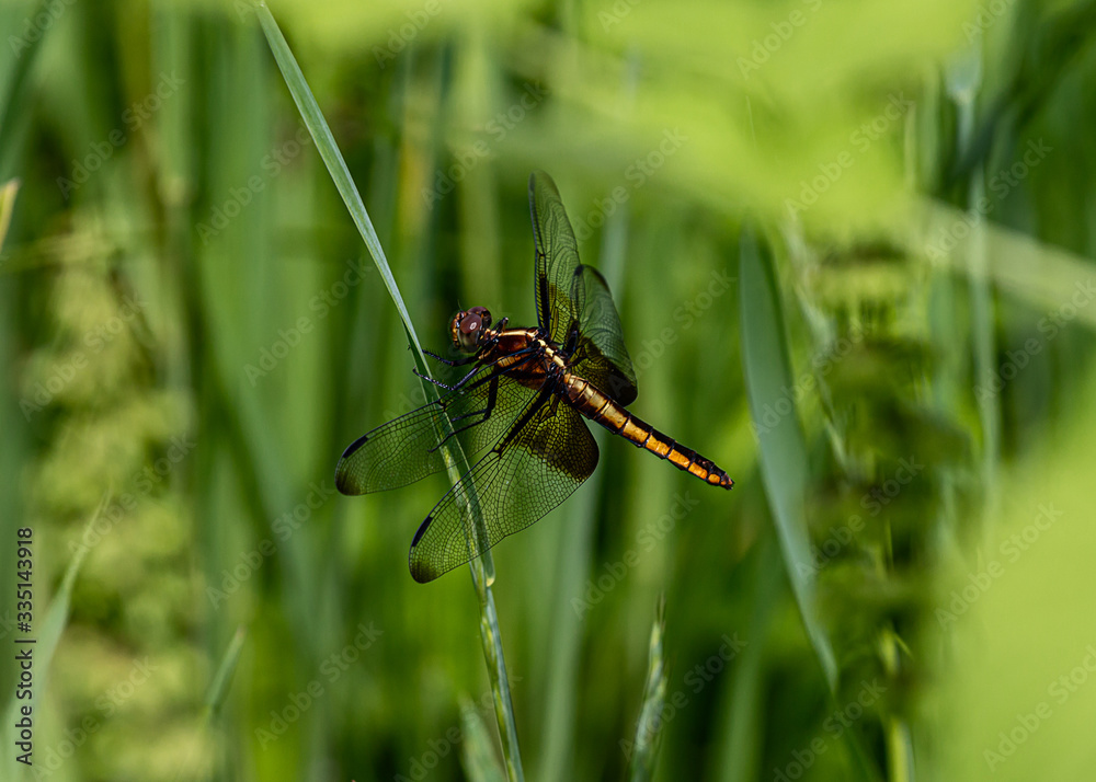 dragonfly on a green stalk in the park dragonfly on a green stalk in the park