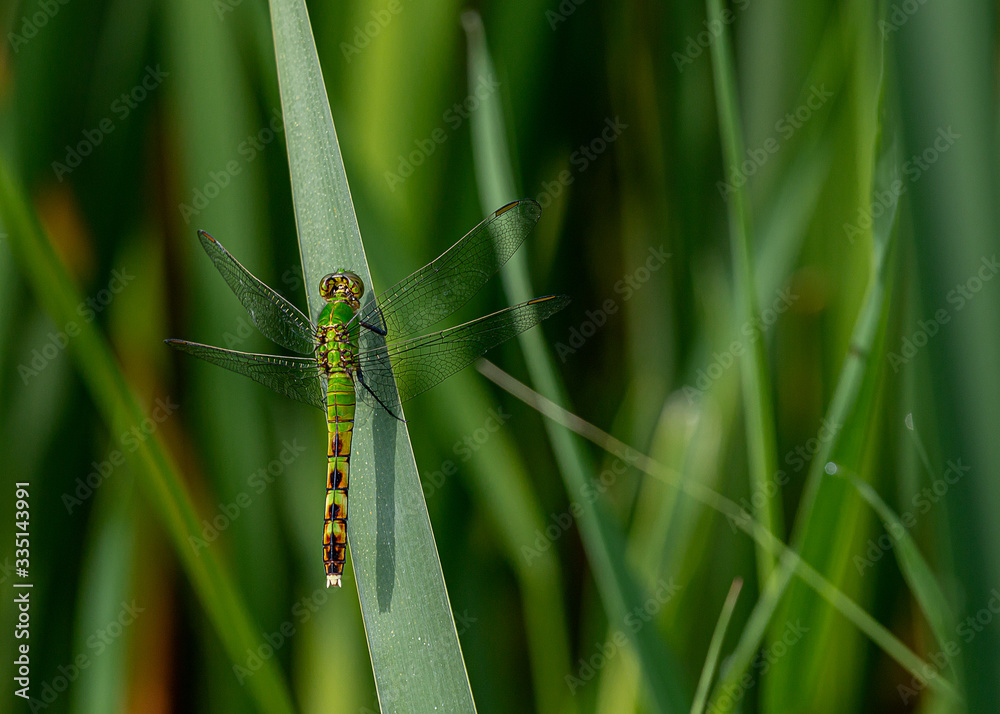 dragonfly on a green stalk in the park dragonfly on a green stalk in the park