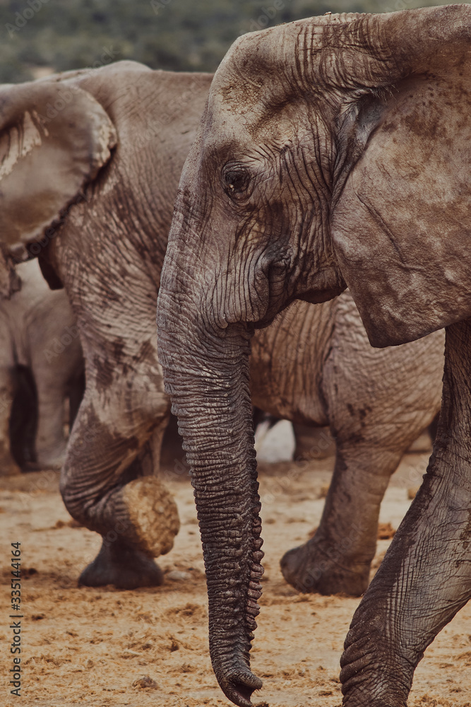 Fototapeta premium Close up of elephant
