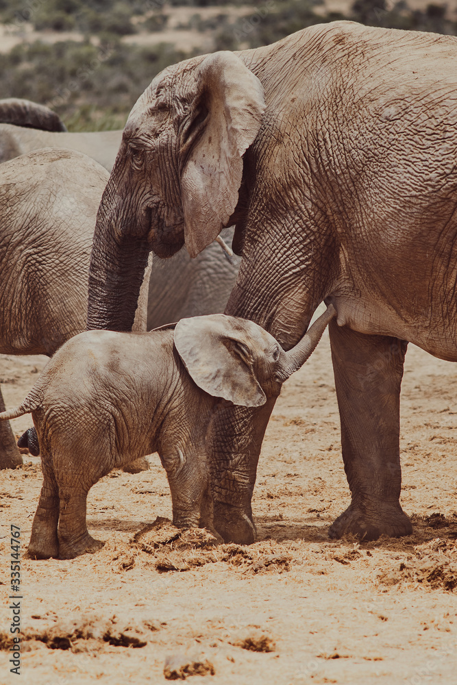 Naklejka premium elephant calf suckling