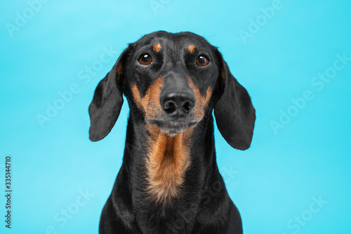 Portrait of smart obedient black and tan dachshund looking forward on a blue background, front view, studio shot. Photo for an advertising banner, catalog, magazine, or article about dogs and pets.