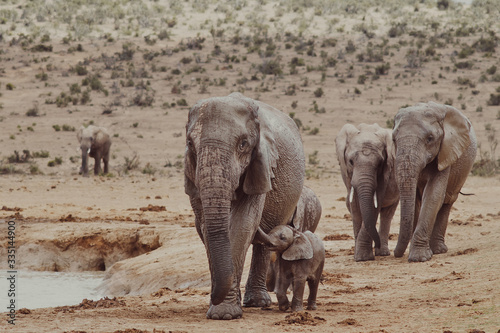 baby elephant suckling 