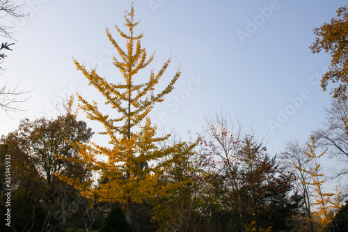 Ginkgo biloba tree and yellow leaves. Photographed on a sunny day. Close up. © Caner