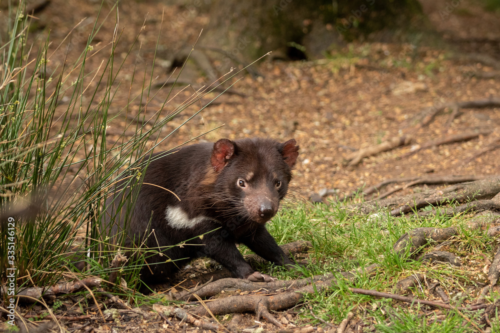 A Tasmanian devil in a wooded area A Tasmanian devil in a wooded area