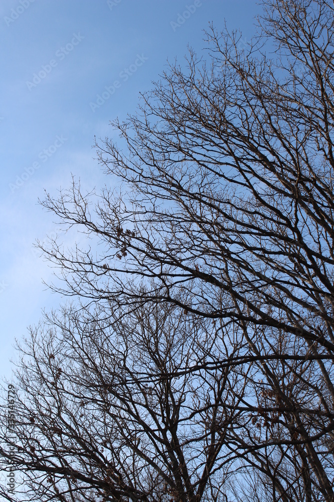 tree and sky tree and sky