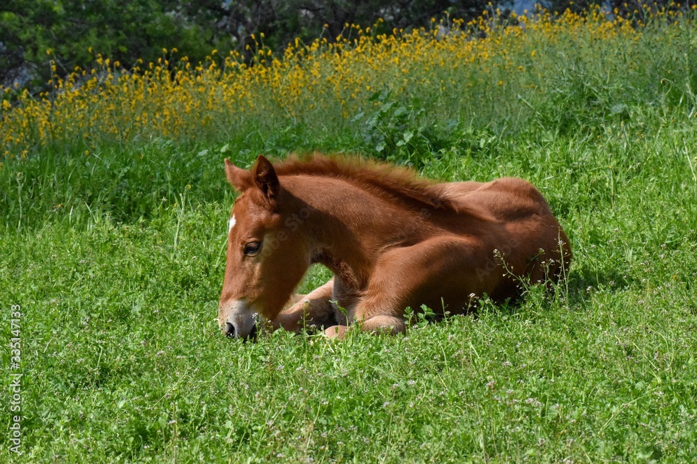 Fototapeta premium Baby horse laying in flower meadow c2020Rachelle