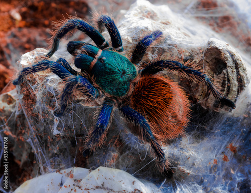 spider on the web photo