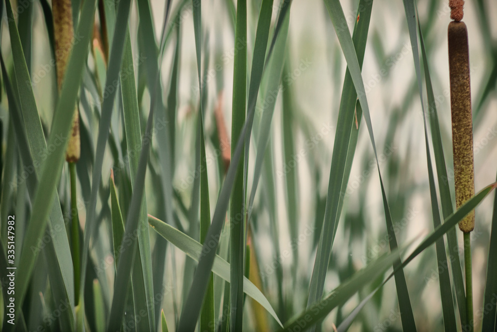 Obraz premium Reeds on the Lake . Swamp, reeds, water, plant, horsetail