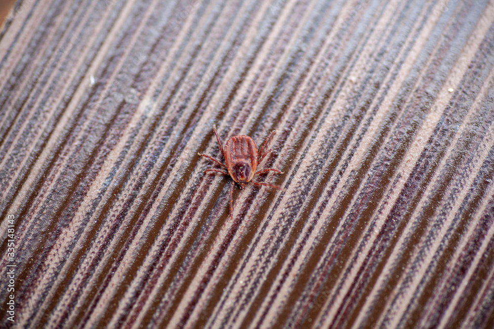 Obraz premium A dangerous parasite and infection carrier mite