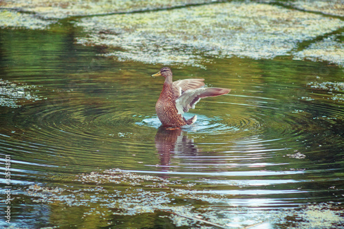 mallard duck start flying by reeds and water lilys