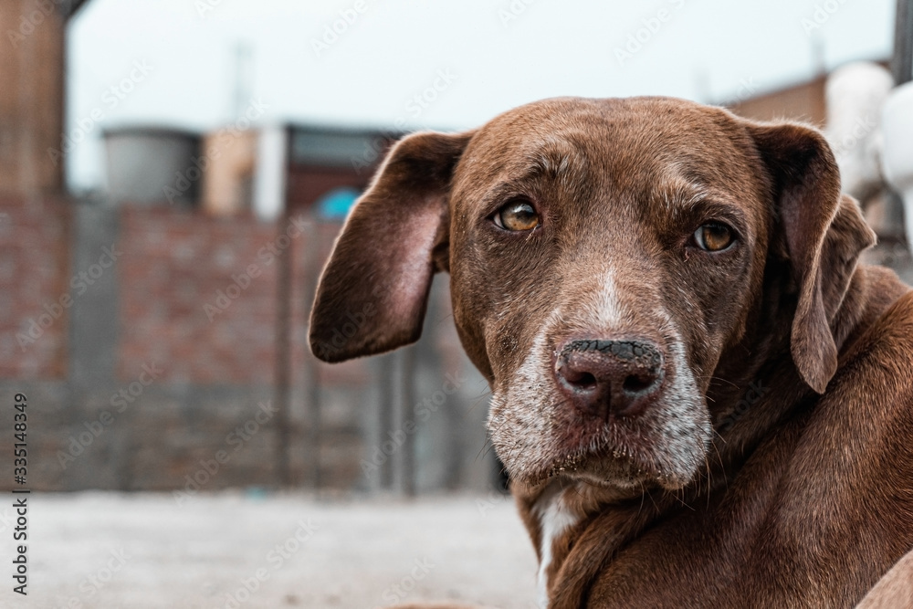 portrait of a brown dog