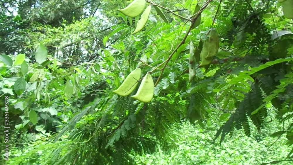 Biancaea sappan (Caesalpinia sappan L., sappanwood, secang, sepang