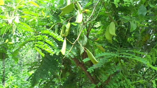 Biancaea sappan (Caesalpinia sappan L., sappanwood, secang, sepang, Indian redwood) with natural background. This plant in Indonesia is used as drink and herbal medicine. photo