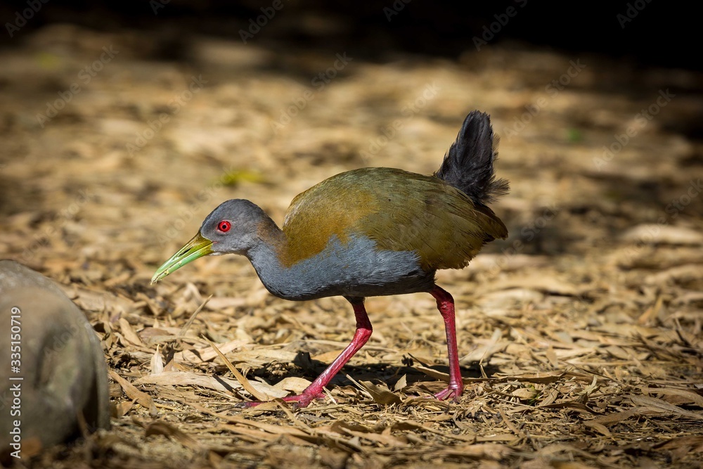 Obraz premium Saracura