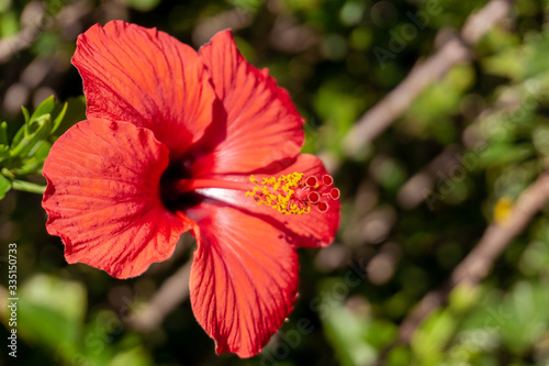 Red hibiscus flower © Joseph