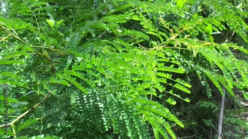 Biancaea sappan (Caesalpinia sappan L., sappanwood, secang, sepang, Indian redwood) with natural background. This plant in Indonesia is used as drink and herbal medicine. photo