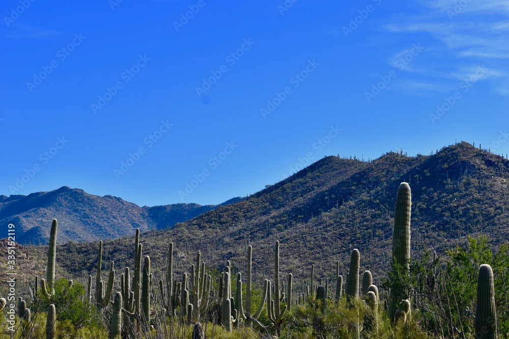 vallée de cactus