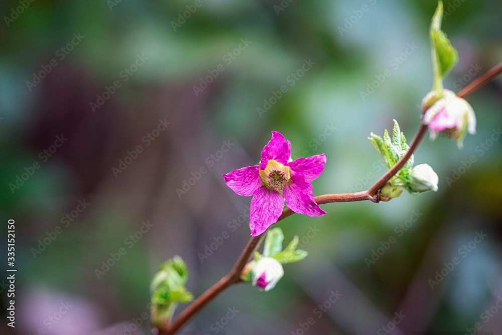 Purple-flowering raspberry on bokeh background in rainforest of British Columbia.