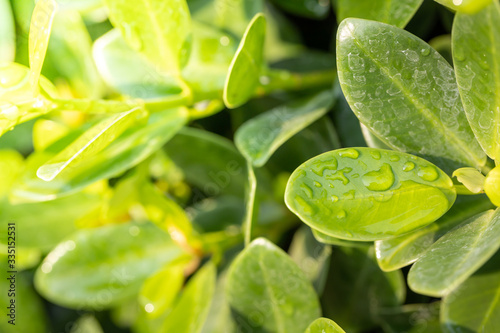 Close Up green leaf under sunlight in the garden. Natural background with copy space.