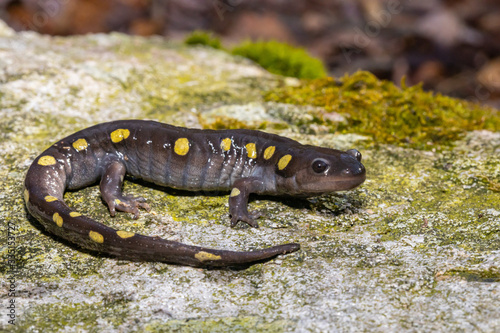 Spotted salamander on a lichen-covered rock - Ambystoma maculatum photo