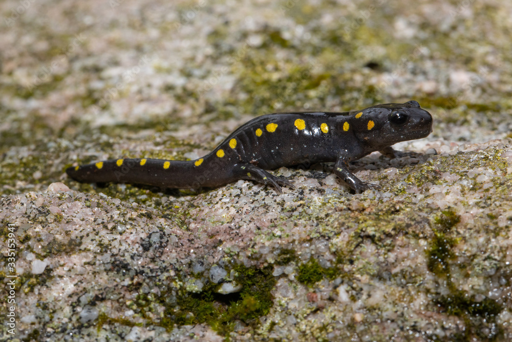 Baby spotted salamander on a mossy rock - Ambystoma maculatum Baby spotted salamander on a mossy rock - Ambystoma maculatum
