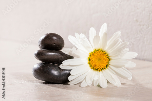 Daisy flower with black stones - spa concept