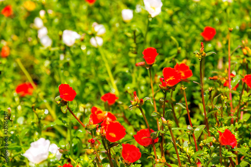 The portulaca oleracea flower with red and white beautiful