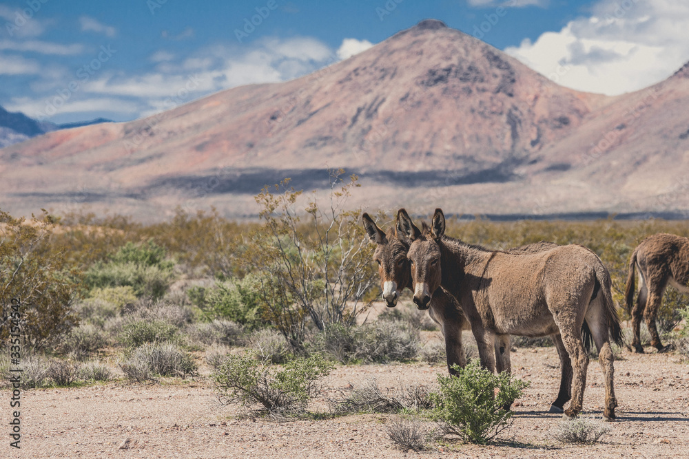 Wild Donkeys with mountain scape