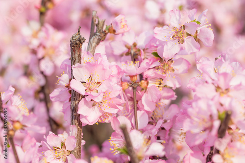 The peach blossoms blossom in the park in spring