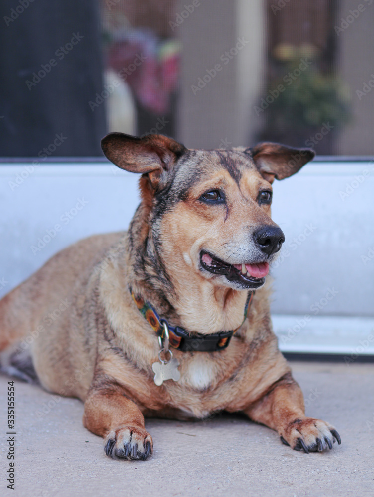 Corgi mix / Rescue Dog Laying down Corgi mix / Rescue Dog Laying down