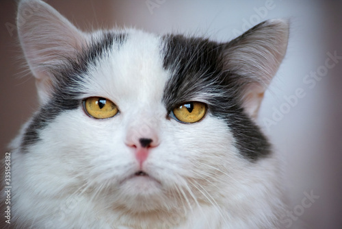 an emotional old white cat with a long coat looks at its owner with indifference and disdain. Close-up portrait of an animal