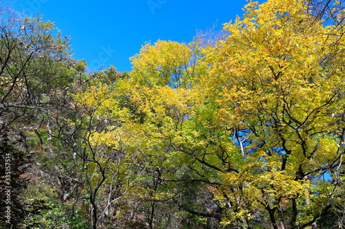 Fototapeta Naklejka Na Ścianę i Meble -  아름다운 가을 숲