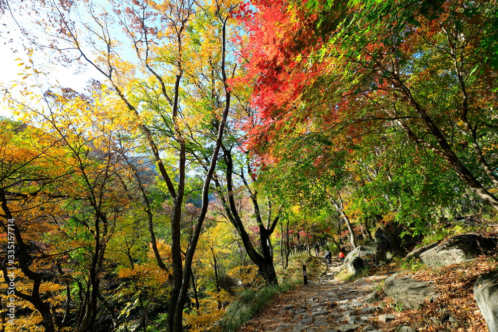 아름다운 가을 숲