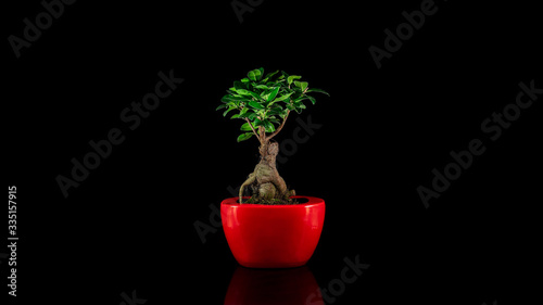 Bonsai dwarf tree plant in red pot