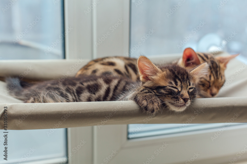 Two cute bengal kittens gold and chorocoal color laying on the cat's window bed and relaxing.