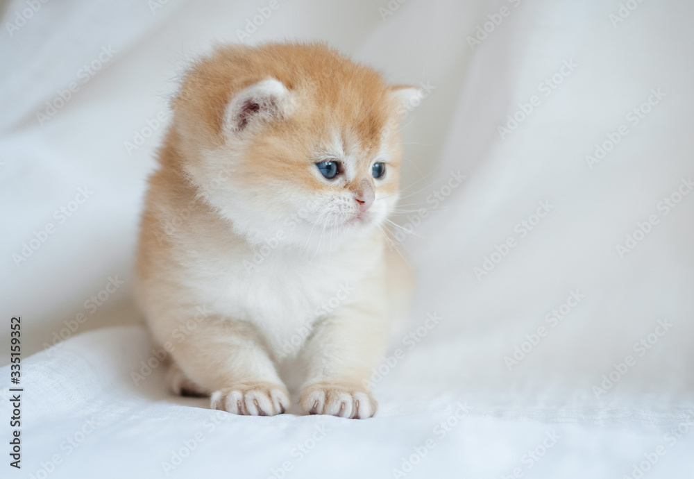 
red british kitten on white background