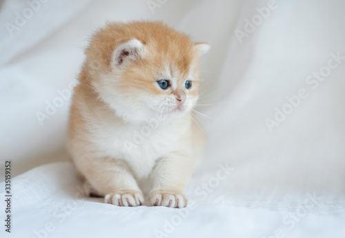  red british kitten on white background