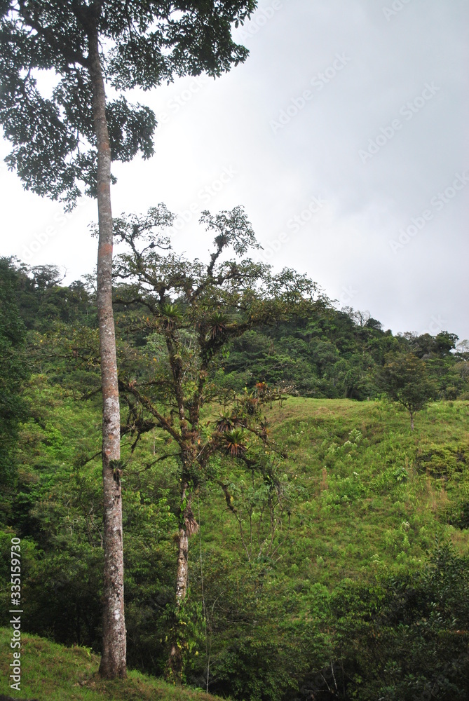 Fototapeta premium Tropical forest of Panama