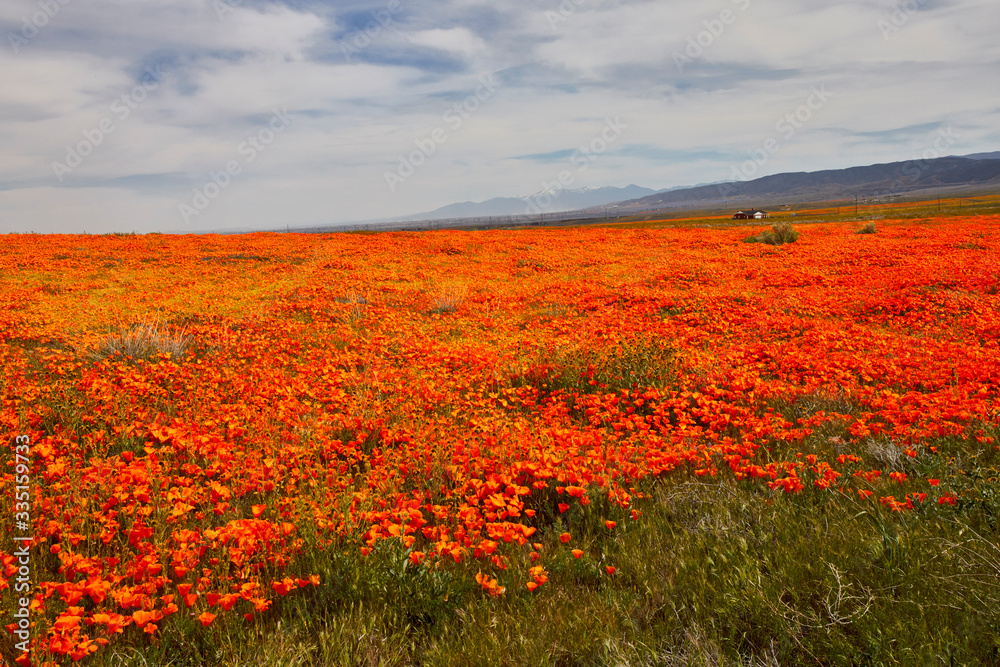 Orange poppies and yellow wild flowers as far as the eye can see during the super bloom in California in 2019
