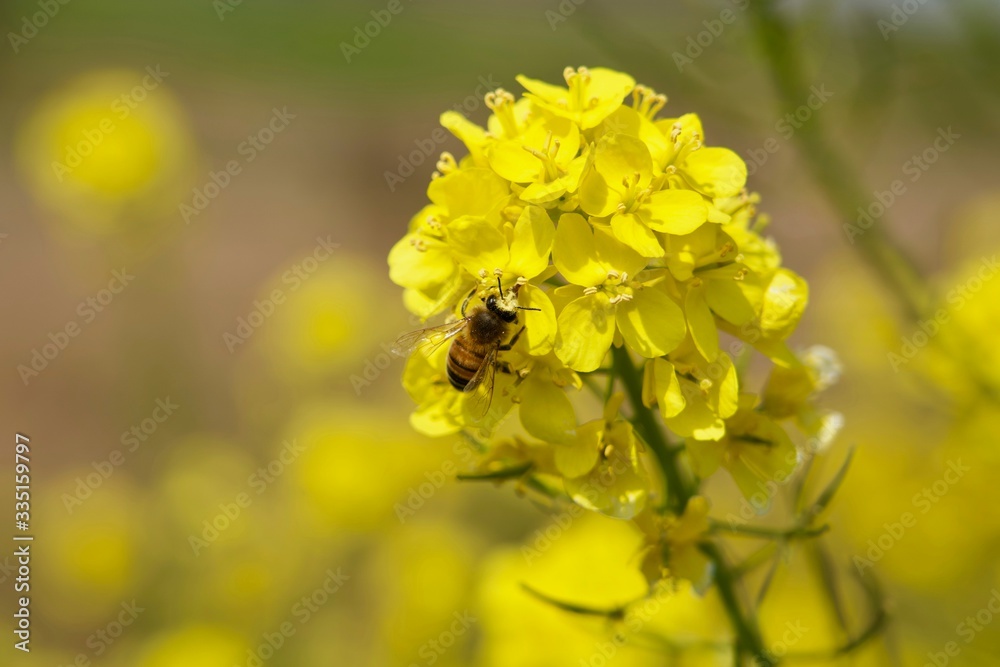 菜の花畑に蜂 菜の花畑に蜂