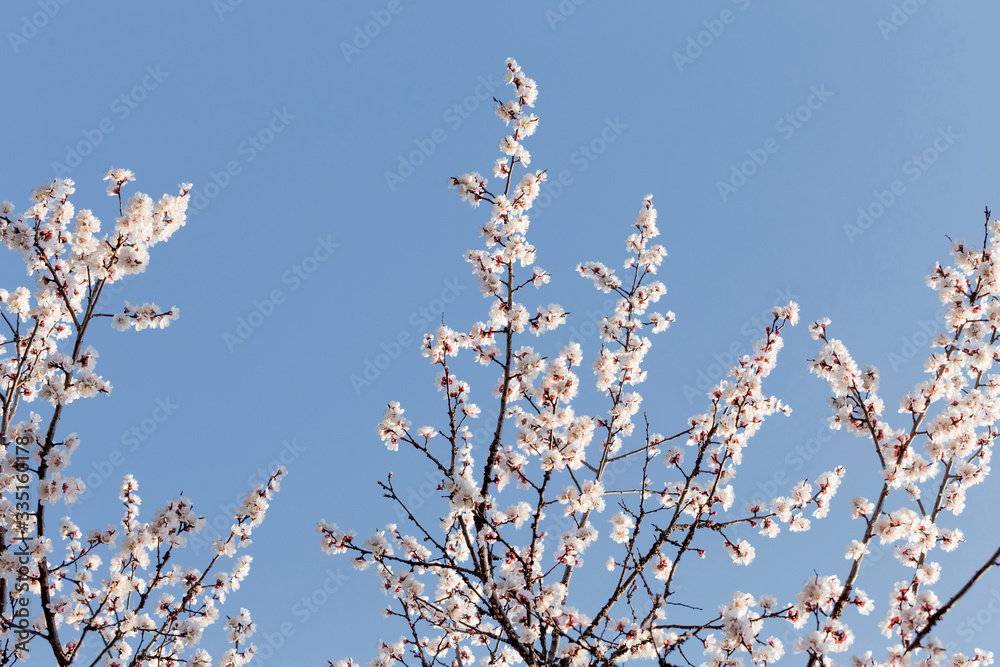 Beautiful apricot blossom in spring